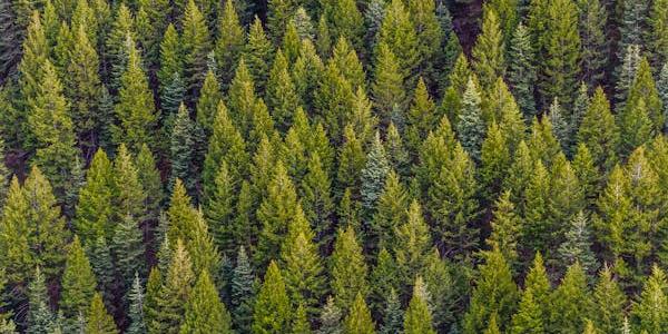 Forest of green trees